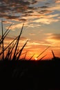 Sunrise through a yucca