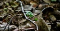 A drenched forest floor comes to light with the rising sun jenningsville Pennsylvania