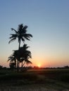 Sunrises in coconut tree osam photo gallery