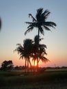 Sunrises coconut tree to good neture photo Royalty Free Stock Photo