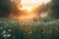 sunrises, fields, and flowers in the grass Royalty Free Stock Photo