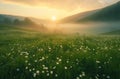 sunrises, fields, and flowers in the grass Royalty Free Stock Photo