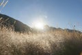 Sunrises over selective focus on golden grass Royalty Free Stock Photo