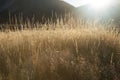 Sunrises over selective focus on golden grass Royalty Free Stock Photo