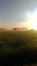 Sunrises in rice field golden sun Royalty Free Stock Photo