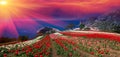 Sunrises and sunsets with tulips in the Crimea