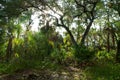 Sunrising over subtropical forest