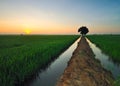 Sunrising at paddy field Royalty Free Stock Photo