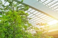 Sunroof and green tree park garden in the eco office Royalty Free Stock Photo