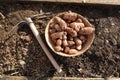 sunroot cultivation detail. hoe for planting jerusalem artichoke in the vegetable garden