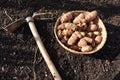 sunroot cultivation detail. hoe for planting jerusalem artichoke in the vegetable garden