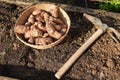 sunroot cultivation in theft. hoe next to jerusalem artichoke for planting in raised bed