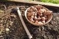 sunroot cultivation in theft. hoe next to jerusalem artichoke for planting in raised bed