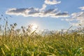 The suns rays at sunset break through the spikelets of oats Royalty Free Stock Photo