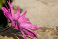 Sunscape Daisy resting on rock