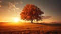sunserene tree autumn Royalty Free Stock Photo
