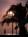 Palm tree against the background of the setting sun