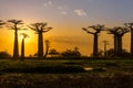 Sunset above Baobab avenue Royalty Free Stock Photo