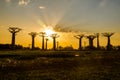 Sunset above Baobab avenue Royalty Free Stock Photo