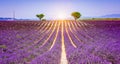 Sunset at purple lavender field in the Provence, France. Summer landscape with bright and purple colors. Royalty Free Stock Photo