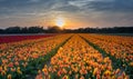 Sunset above the Dutch tulip fields, Royalty Free Stock Photo