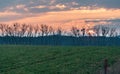 Setting sun above line of trees with mistletoe and field