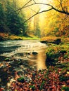 Sunset above mountain river covered by orange beech leaves. Bended branches above water Royalty Free Stock Photo