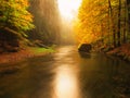 Sunset above mountain river covered by orange beech leaves. Bended branches above water Royalty Free Stock Photo