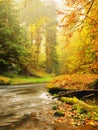 Sunset above mountain river covered by orange beech leaves. Bended branches above water Royalty Free Stock Photo