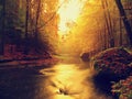 Sunset above mountain river covered by orange beech leaves. Bended branches above water Royalty Free Stock Photo