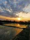sunset above paddie fields Royalty Free Stock Photo