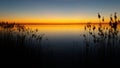 Sunset through the reeds in Holland Royalty Free Stock Photo