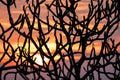 Sunset Abstract With Tree Branches Royalty Free Stock Photo