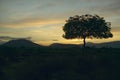 Sunset Acacia tree in Tsavo National park, Kenya, Africa