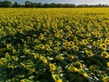 Sunset Aerial View Sunflower Field Royalty Free Stock Photo