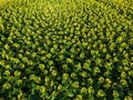 Sunset Aerial View Sunflower Field Royalty Free Stock Photo