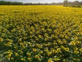 Sunset Aerial View Sunflower Field Royalty Free Stock Photo