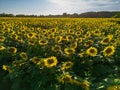 Sunset Aerial View Sunflower Field Royalty Free Stock Photo