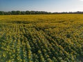 Sunset Aerial View Sunflower Field Royalty Free Stock Photo