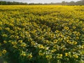 Sunset Aerial View Sunflower Field Royalty Free Stock Photo