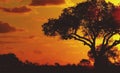 Sunset Africa Royalty Free Stock Photo