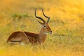 Sunset in Africa wildlife. Beautiful impala in the grass with evening sun. Animal in the nature habitat, Kruger NP, South Africa