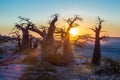 Sunset with the african boabab, Kubu Island, Botswana Royalty Free Stock Photo