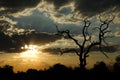 Sunset in the African bush (South Africa)