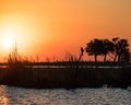 Sunset and African Darter Bird in Chobe National Park