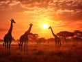 Sunset in african savanna with a giraffe herd