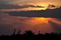 Sunset African savanna Royalty Free Stock Photo