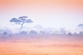 Sunset at African savannah with silhouetted trees Royalty Free Stock Photo