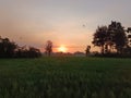 The sunset in the afternoon is combined with the green rice fields Royalty Free Stock Photo