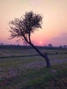 Sunset against the bending tree in countryside